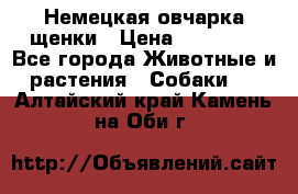 Немецкая овчарка щенки › Цена ­ 20 000 - Все города Животные и растения » Собаки   . Алтайский край,Камень-на-Оби г.